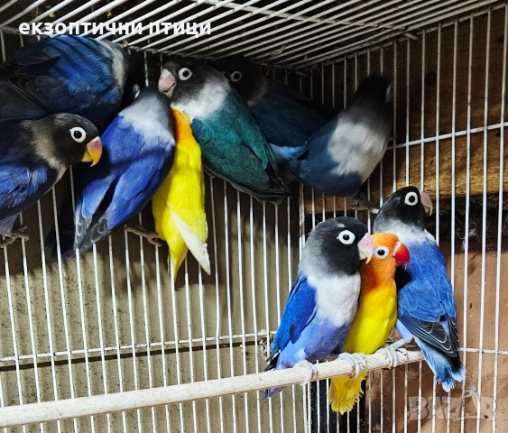 Продавам Неразделки , снимка 7 - Папагали - 52544175