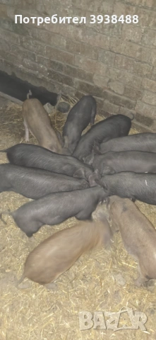 Прасенца Иберико 22-23 кг 