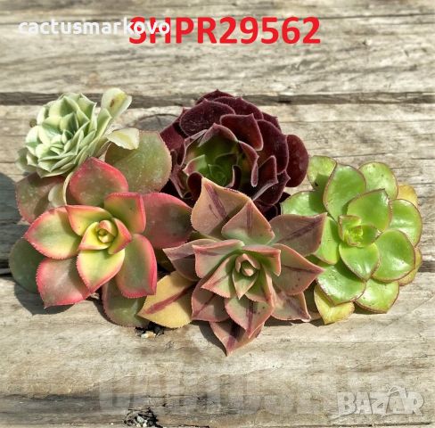 Aeonium mix, 5бр резници, снимка 1 - Стайни растения - 46740968