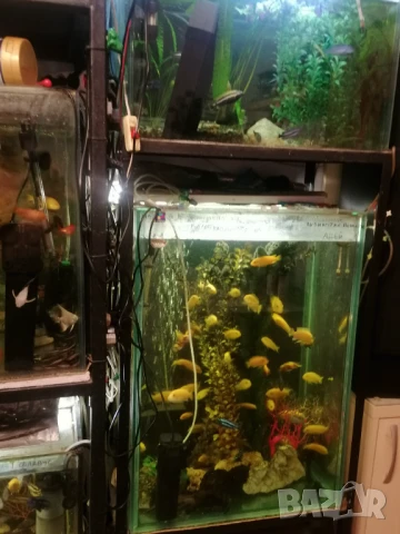 Продавам два аквариума на метална стойка, цихлиди подарък. , снимка 3 - Аквариуми - 50853518