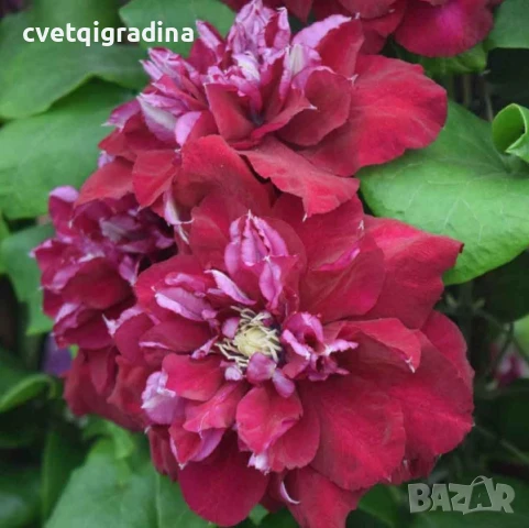 Clematis Red Star (Клематис Червена звезда), снимка 2 - Градински цветя и растения - 50938526