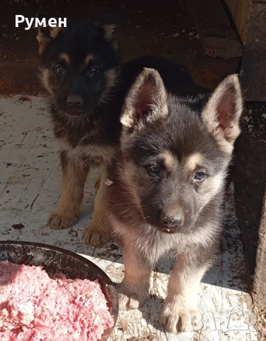 Чехословашки вълчак източно-европейска овчарка, снимка 5 - Други - 52428428