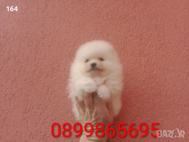 Померани., снимка 6 - Померан - 53524180