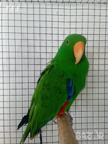 Мъжки еклектус , снимка 5 - Папагали - 49383469