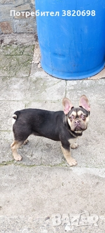 момче на 7 месеца с 3 ваксини . баща флъфи, снимка 3 - Френски булдог - 51313999