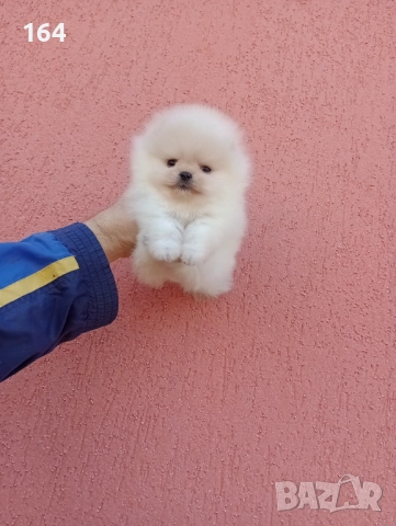 Миниатюрни мини миньони! Померани. Реални снимки! , снимка 11 - Померан - 52716338