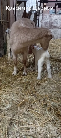 продават се, снимка 2 - Кози - 54239224