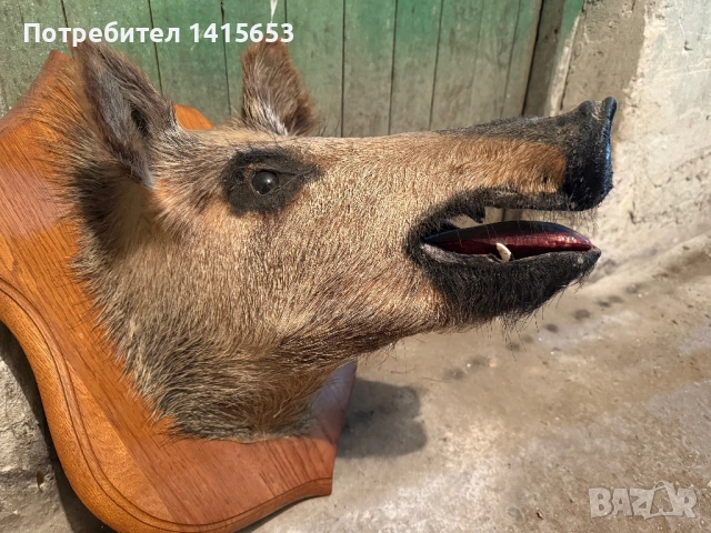 Продавам препарирано диво прасе, снимка 6 - Антикварни и старинни предмети - 53295477