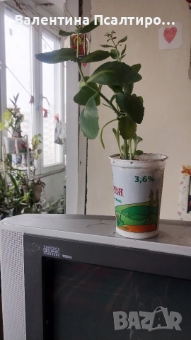 Дебела Мара 