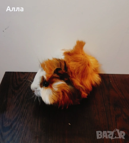 Продава малки морски свинчета , снимка 2 - Морски свинчета - 53487794