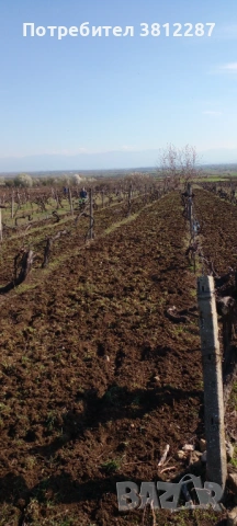 Рязане на асми и лозе и косене на трева за 1 Декър 70 евро . 