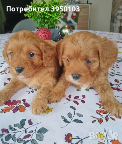 Кавапу/Мини пудел, снимка 2 - Пудели - 52583145