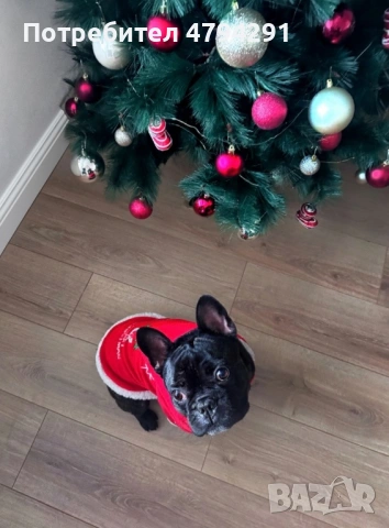 Мъжки Френски булдог търси дама, снимка 4 - Търси партньор - 54169083