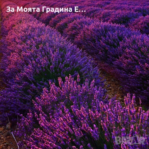 Лавандула - Лилава , снимка 2 - Градински цветя и растения - 53744407