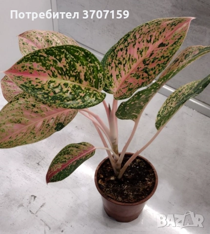 Аглаонема, снимка 2 - Стайни растения - 54024980