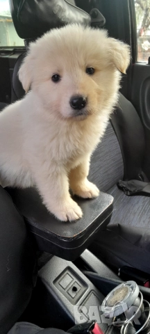 Швейцарска бяла овчарка, снимка 3 - Бяла овчарка - 52263236