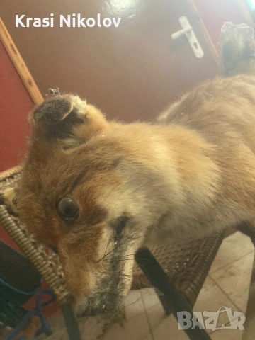 Препарирана. Лисица, снимка 3 - Други стоки за дома - 53411726