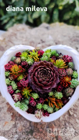 Гипсокерамични крила с формата на сърце и с живи студоустойчиви сукуленти!, снимка 8 - Декорация за дома - 52435989