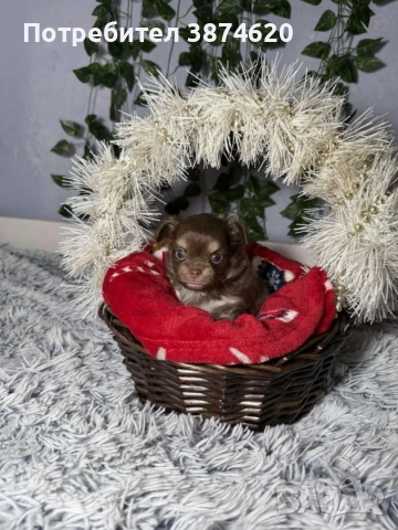 чихуахуа момченца, снимка 14 - Чихуахуа - 52675923