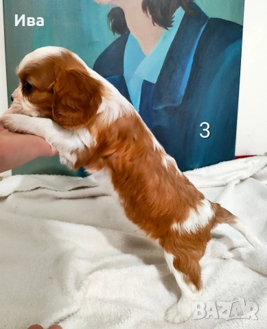 кавалер кинг чарлз шпаньол, снимка 7 - Кавалер кинг чарлз шпаньол - 52039746