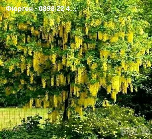 Златен дъжд - Laburnum wat.Vossii, снимка 3 - Разсади - 50568447