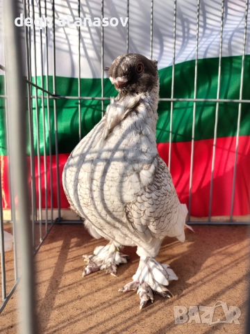 Блондинети, снимка 7 - Гълъби - 51871308