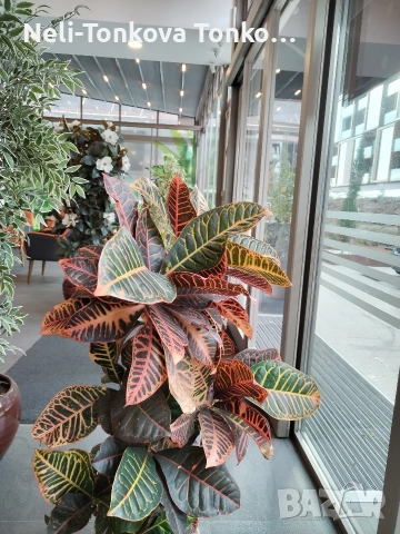 Почистване с Рейнбоу. Основно. Керхер. Парачистачка за Бани. качествени препарати💦💙 , снимка 18 - Почистване на домове - 52546224