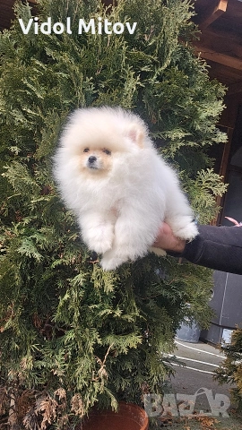 Мини Померан момче на 3 месеца 