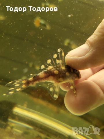 L201 контраденс, снимка 4 - Рибки - 53702031