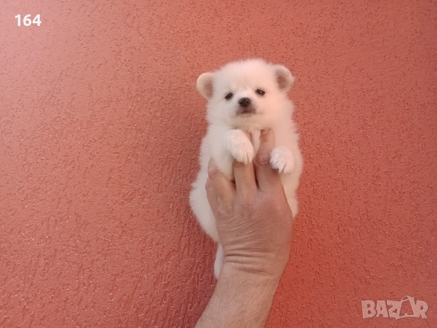 Мини Шпиц - Померан. Мъжки и женски кученца., снимка 3 - Померан - 53710741