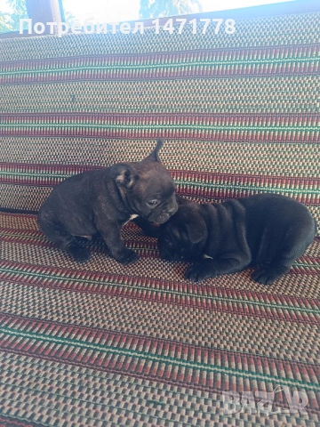 Френски булдог , снимка 7 - Френски булдог - 53188378