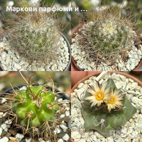 Продавам екзотични кактуси, колекционерски, редки видове - Echinocereus Nicholii, El Capitan и други, снимка 10 - Градински цветя и растения - 46569146