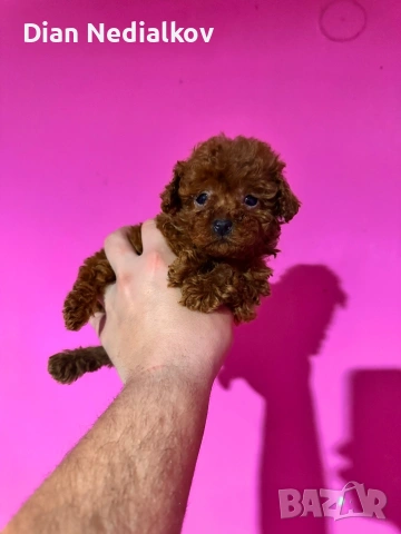 Той пудел родословни, снимка 6 - Пудели - 53541703