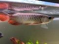 Arowana RTG, снимка 3