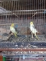 Папагали вълнисти, корели и какарики Смеещи се гугутки, снимка 6