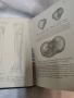Антикварен медицински атлас по Анатомия (1875 г.) – Dr. Heitzmann 1875 год. , снимка 18