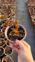 Физокарпус Диабло, Physocarpus Opulifolius Diablo, снимка 10