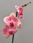 Орхидеи Фаленопсис, снимка 6