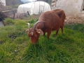 Продавам коза, снимка 2