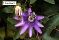 Пасифлора - Passiflora   Налични 5 вида , снимка 2