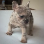 Бебета French bulldog , снимка 3