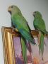 продавам папагали барабанди 2023г цената за чифта 300 лева , снимка 2