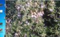 продавам жасмин, снимка 1 - Градински цветя и растения - 45340814