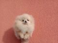 Мини Померан. Миниатюрно момиче. Реални снимки от 17.12.25 г, снимка 3