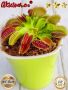 100 семена Венерина мухоловка Dionaea muscipula Семена Мухоловка Бонсай месоядно растение яде насеко, снимка 12