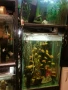 Продавам два аквариума на метална стойка, цихлиди подарък. , снимка 3