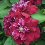 Clematis Red Star (Клематис Червена звезда), снимка 2