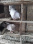 продавам гълъби , снимка 10