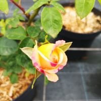 Роза „Мадам Мейланд“, Rose Madame A. Meilland, снимка 8 - Градински цветя и растения - 45829808