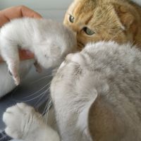 Шотландски котета сребърна чинчила, снимка 7 - Чинчили - 45093328